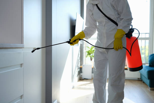Attic Mold Removal in Willow Springs, MO