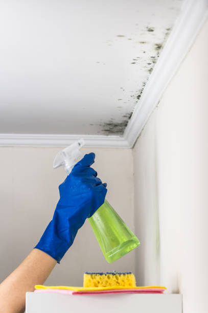 Best Toxic Mold Removal  in Willow Springs, MO