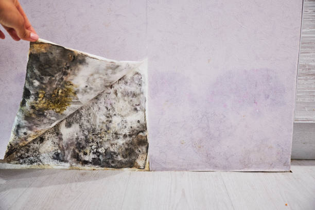 Best Commercial Mold Removal  in Willow Springs, MO